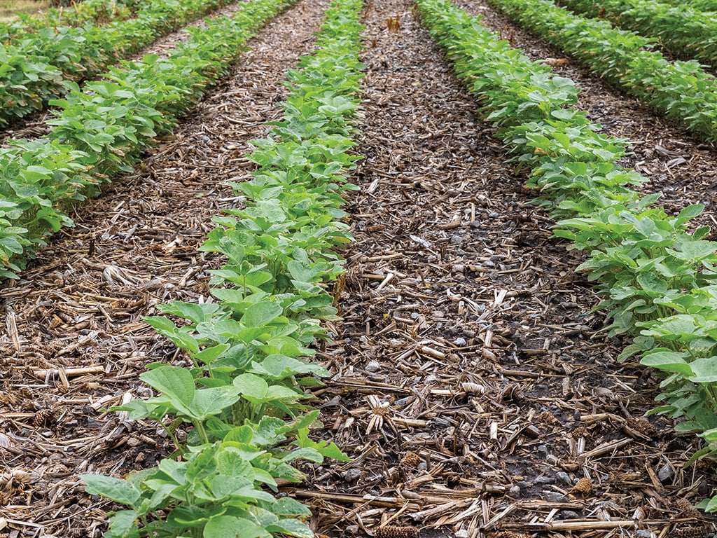 long view of rows of soybean plants