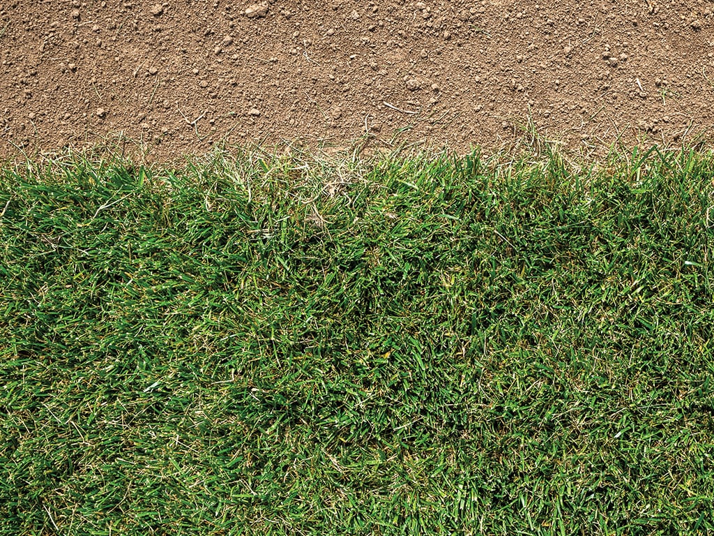 closeup of grass and dirt