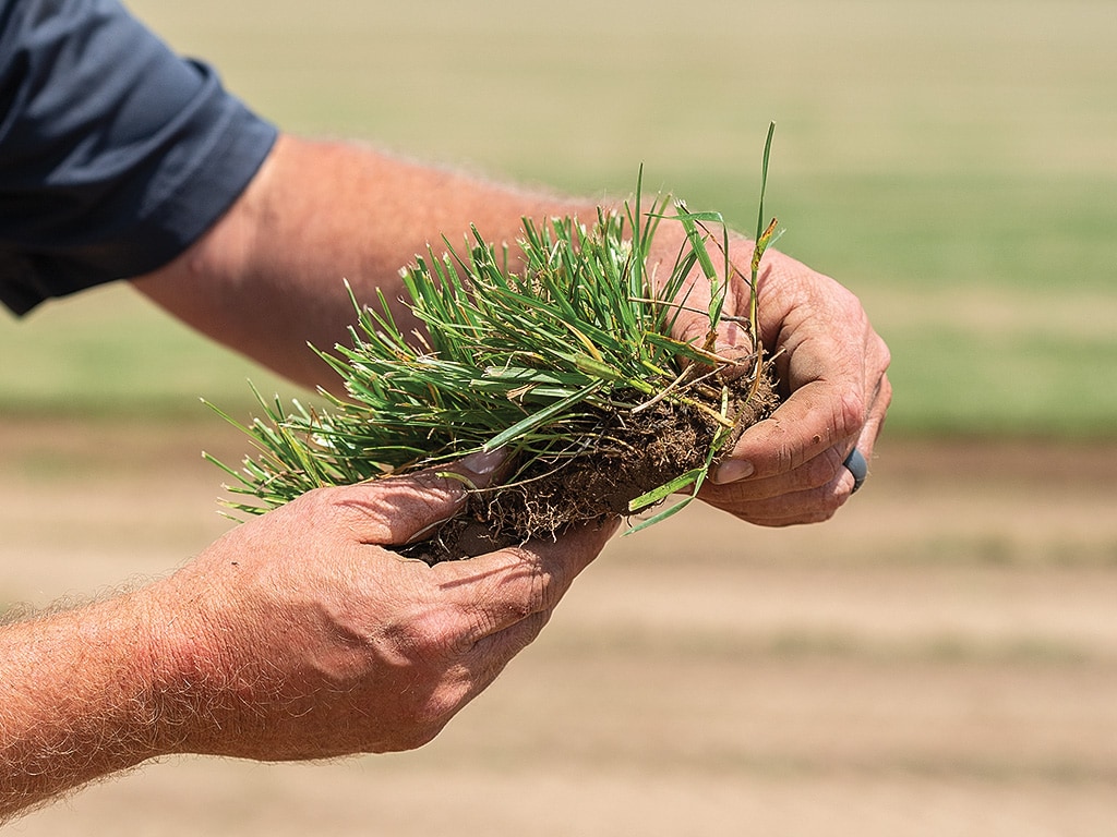 hands holding a tuft of grass sod