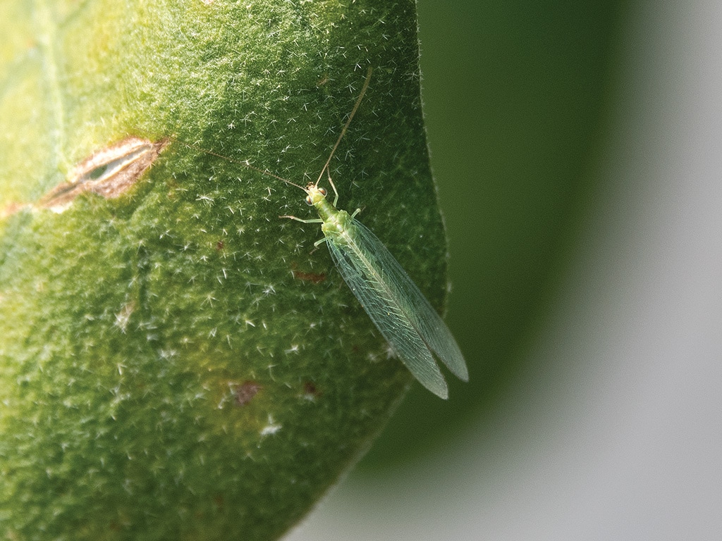 closeup of small fly on a plant leaf