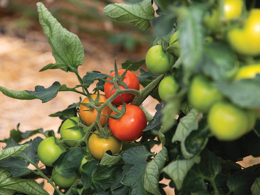 closeup of cherry tomatoes on the vine