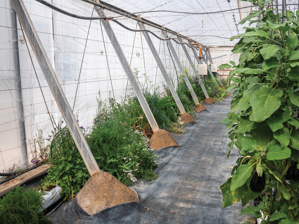 inside of greenhouse full of plants