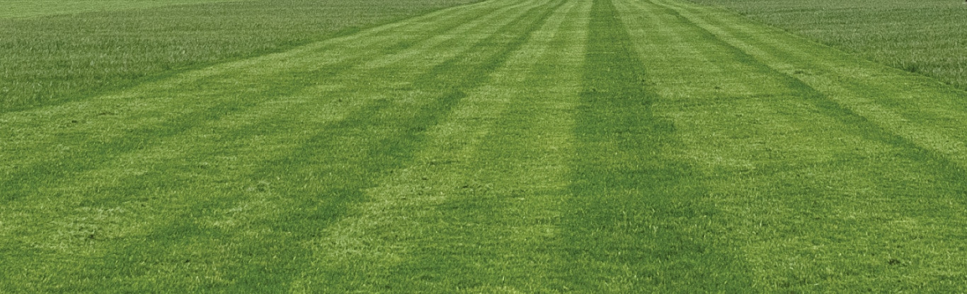 closeup of a field and sky