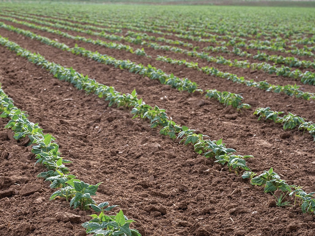 rows of pinto beans growing in a large field