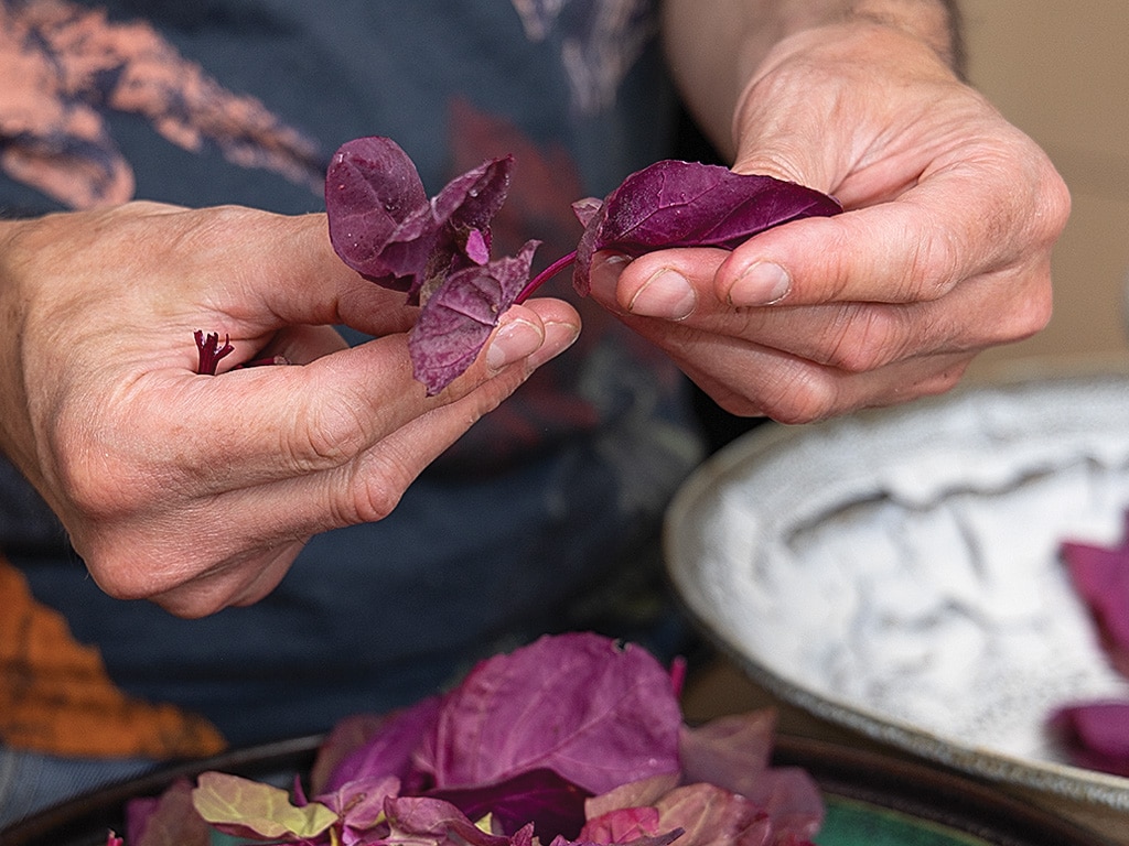 A person holding purple orach mountain spinach leaves