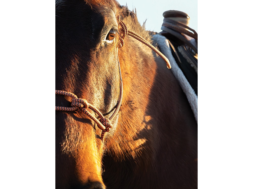 close up of a brown horse's face