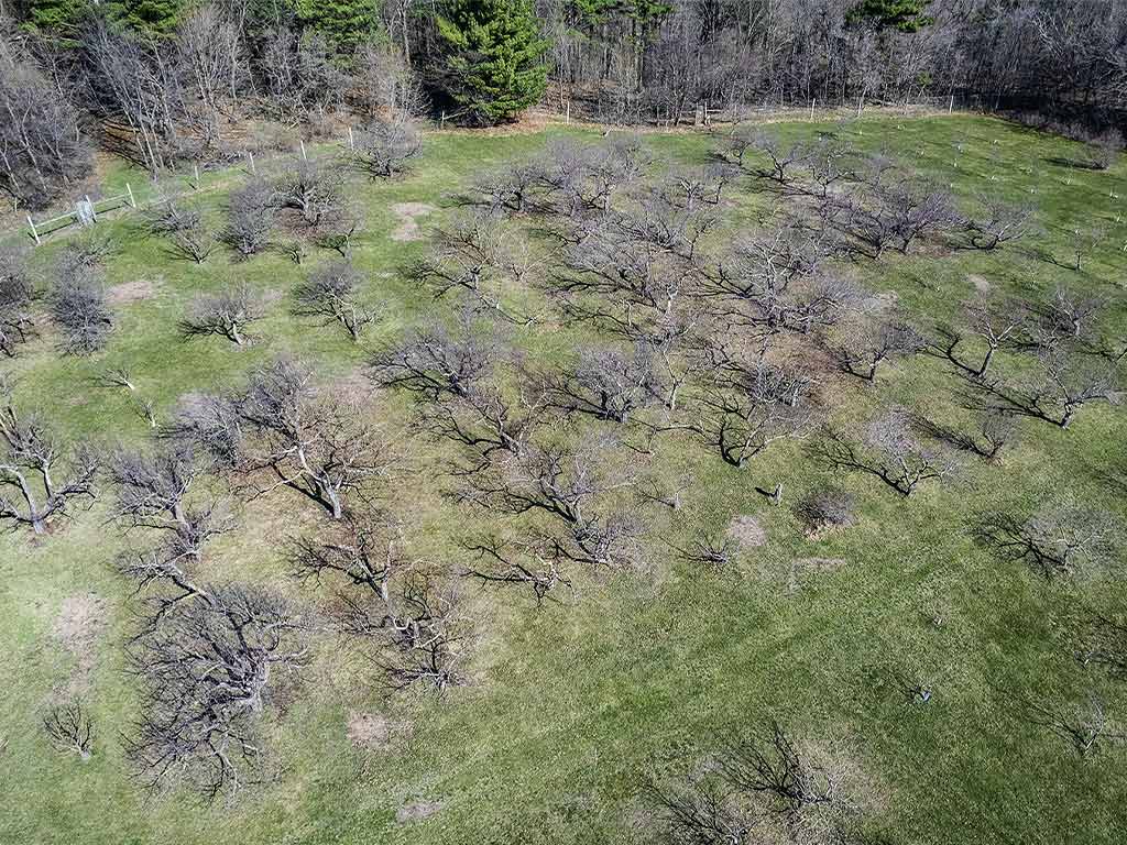 Ariel shot of apple orchard