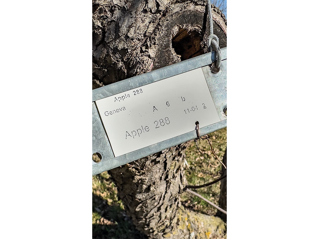 closeup of tag clipped to apple tree