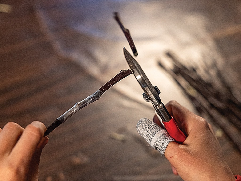 closeup of cutting apple tree stick