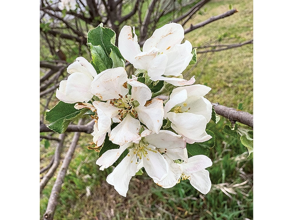 closeup of apple blossoms