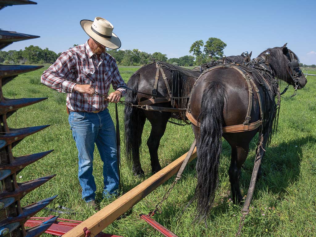 draft horses Jack and Jill being hitched to an antique mower