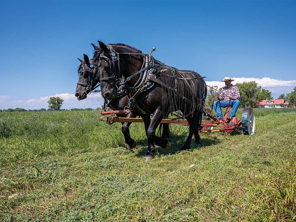 Jack and Jill being pulling an antique mower with Bart sitting on it