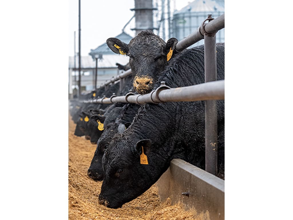 Cattle eating from a trough