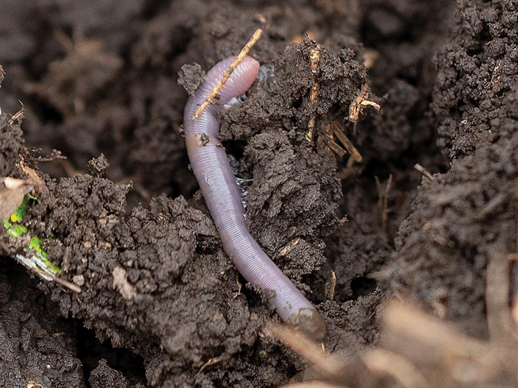 A worm in dirt