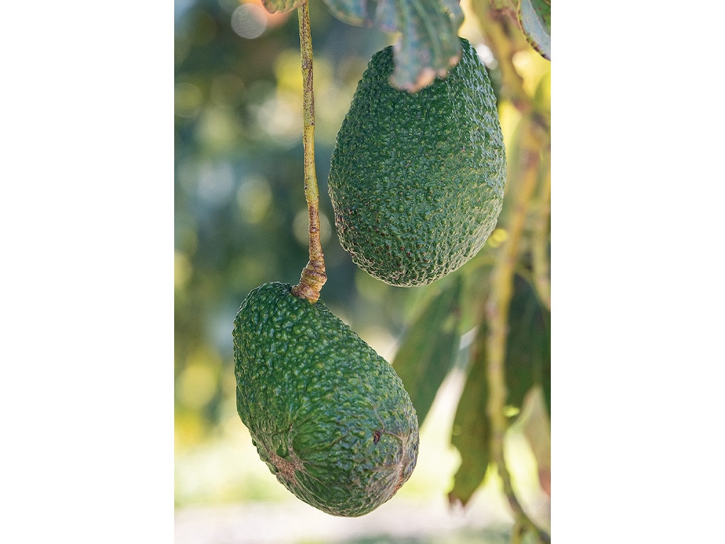 two avocados hanging from the tree