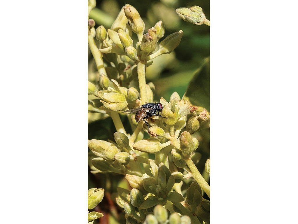 avocados being pollinated by an insect