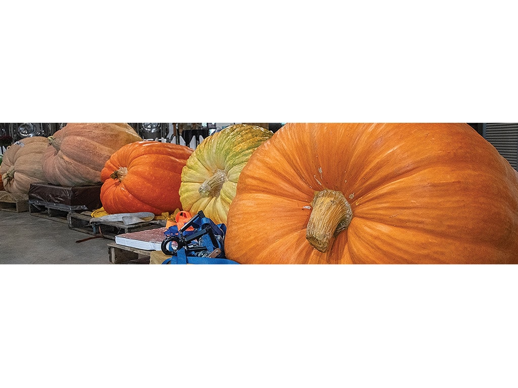 large pumpkins of various colors on pallets