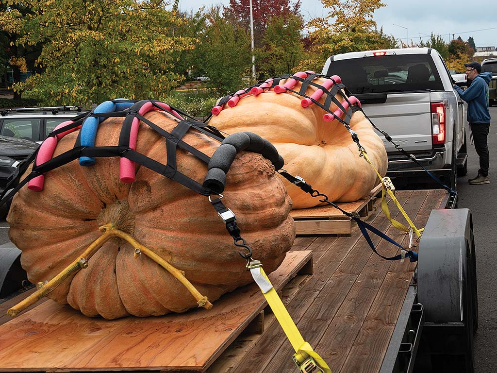 two giant orange pumpkins on a truck trailer