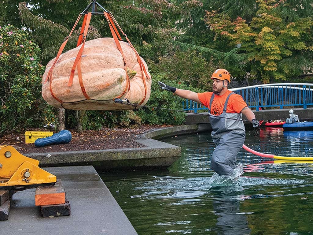 A crane lowering a pumpkin into the water