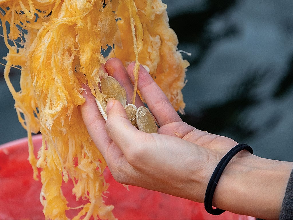 a hand holding giant pumpkin seeds