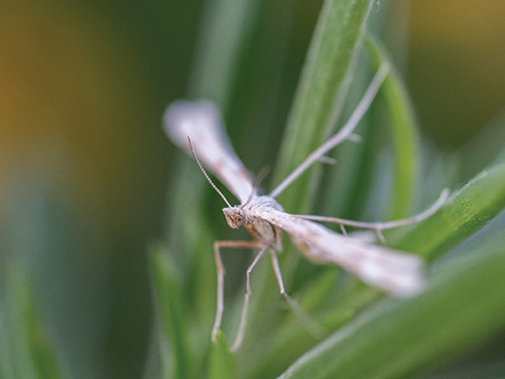 a yarrow plume moth resting on leaves