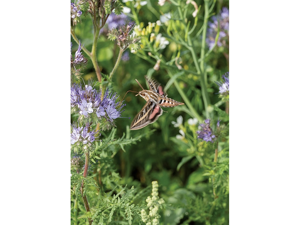 white-lined sphinx moth using its proboscis to dip deep into tubular-shaped blooms