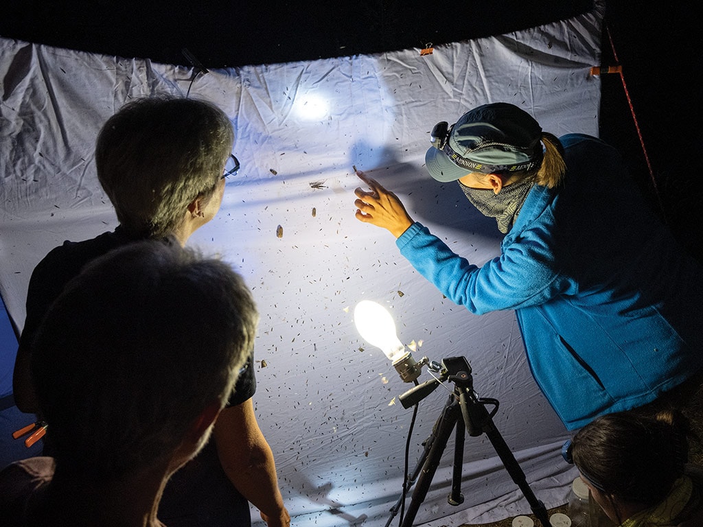 citizen scientists using a light on a sheet to draw in and record moths