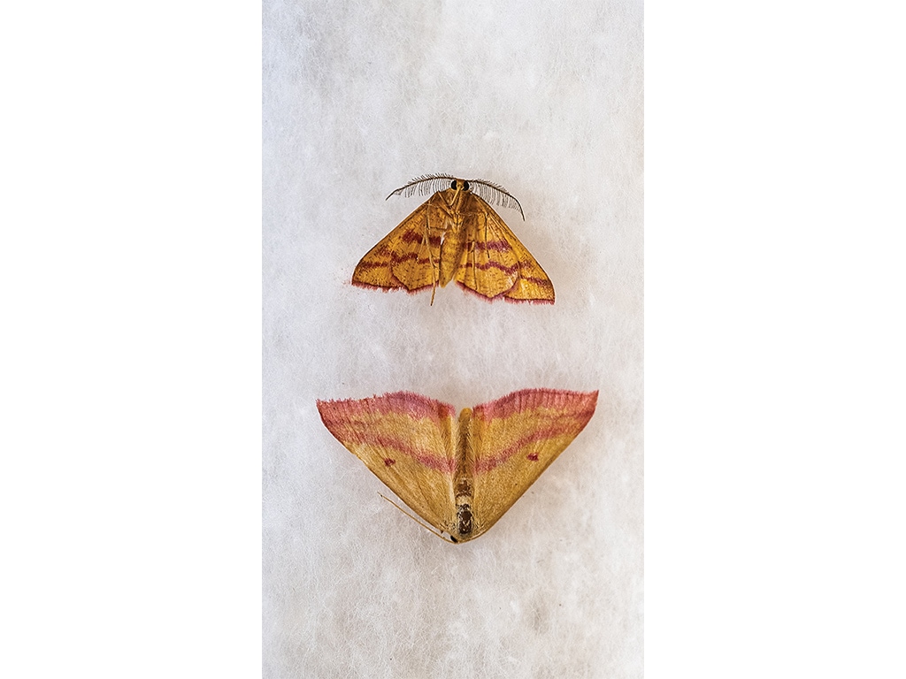 two chickweed geometer moths on white fabric