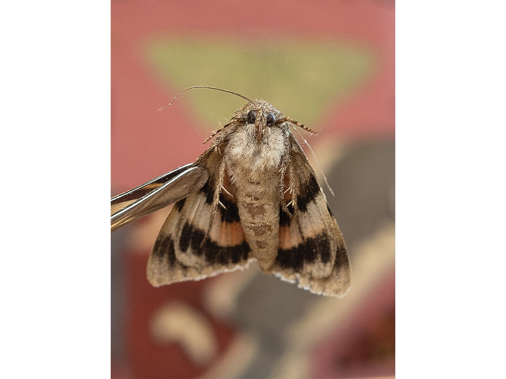 A Catocala moth held up by tweezers