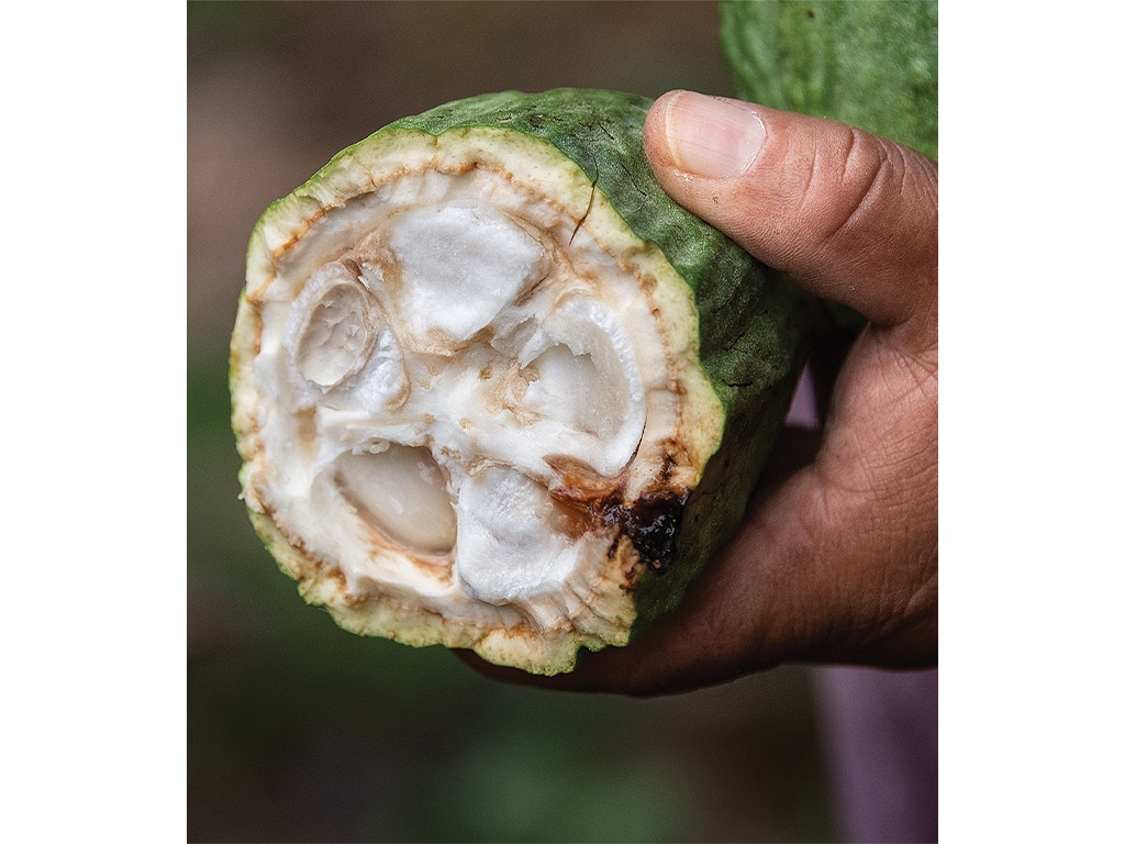 closeup of a criollo cacao bean