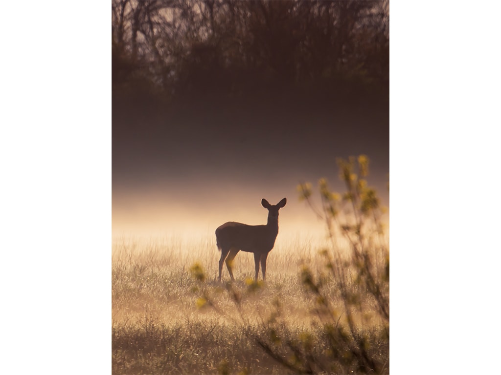 the silhouette of a white-tailed deer in the morning sun