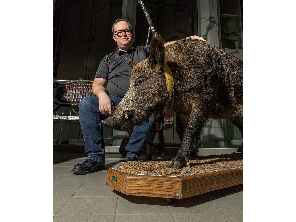 man with glasses sitting near statue of boar