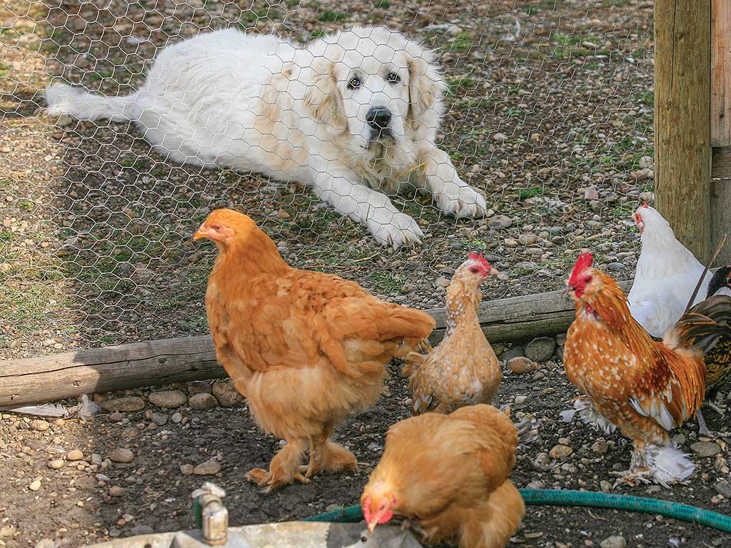 dog watching on chickens through the fence