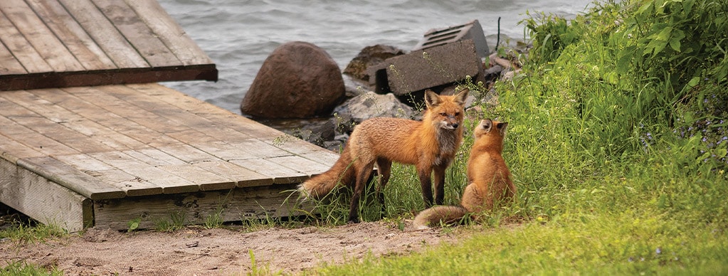 Foxes near the pier