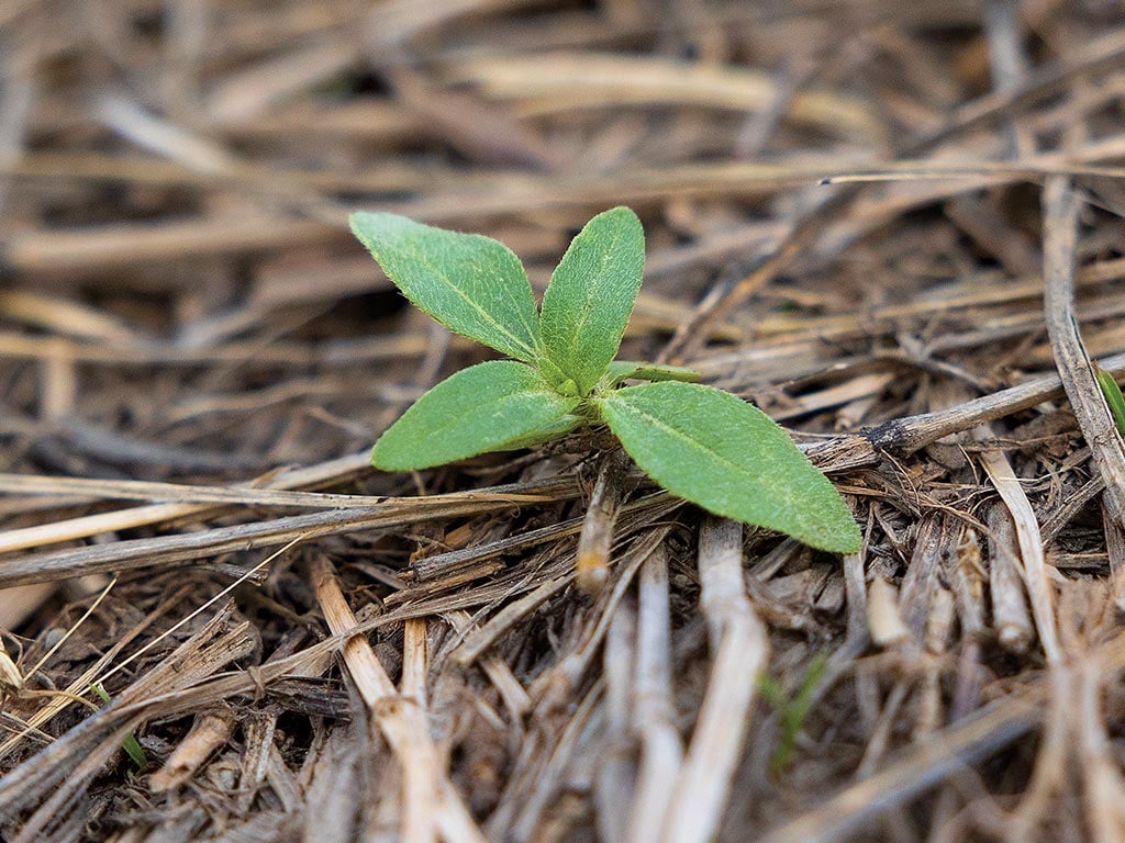 a small sunflower sprouting in a soybean field