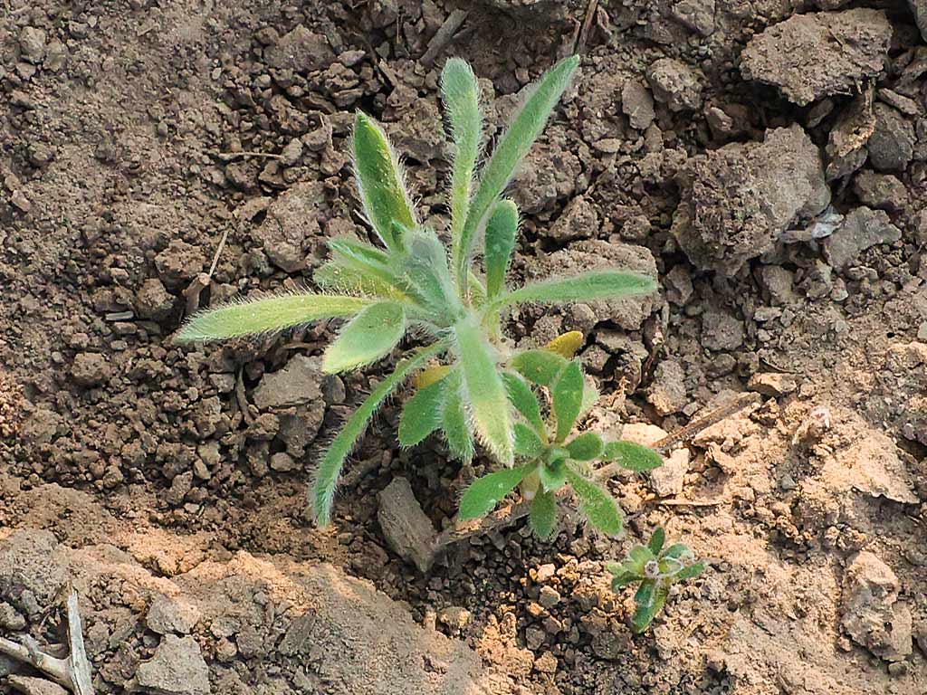 a kochia sprouting from dirt