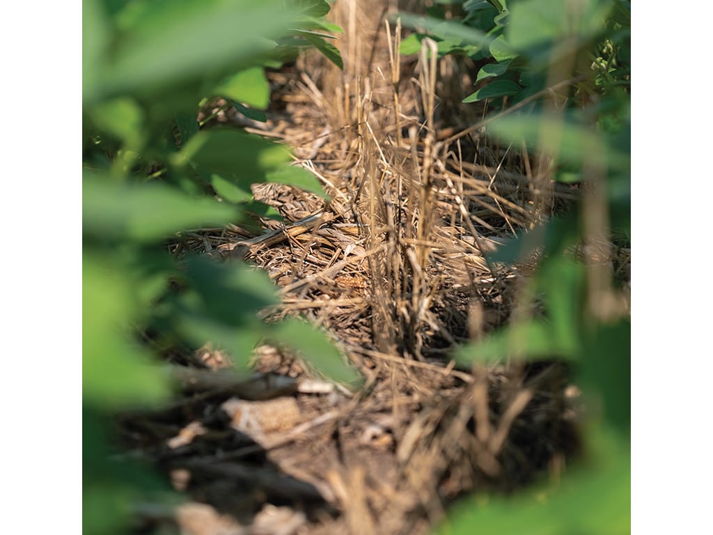 Cereal rye growing in between soybeans