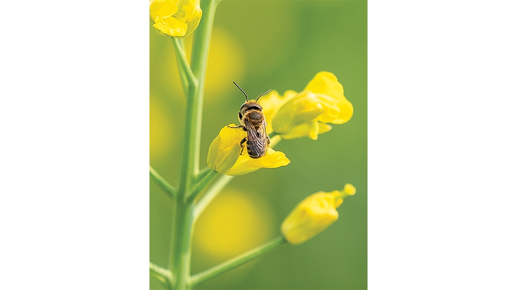 closeup of a leafcutter bee on a yellow flower