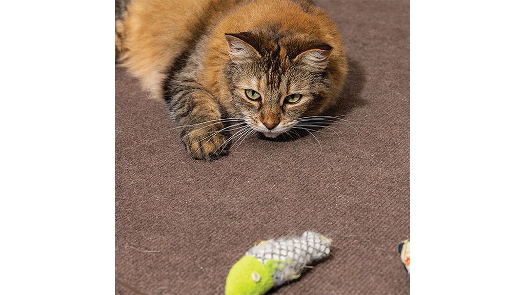 a cat and a toy on the floor