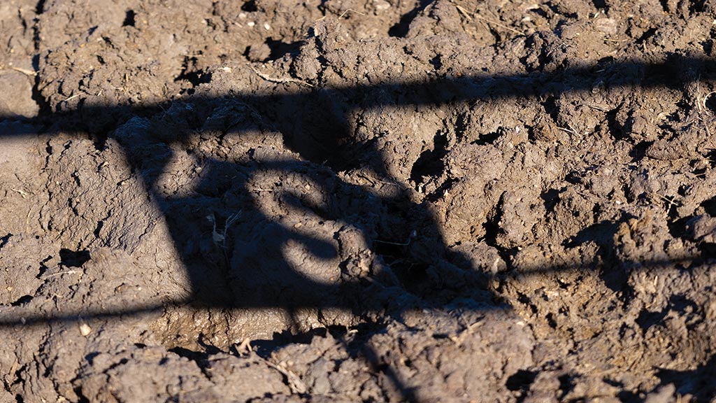 shadow of reversed S on the cow dung