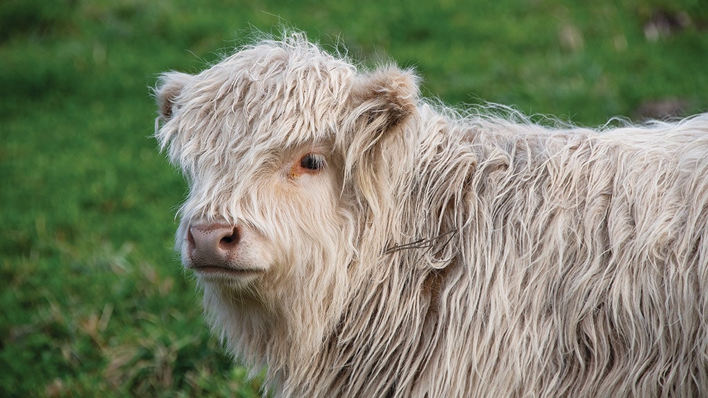tan highland cow calf