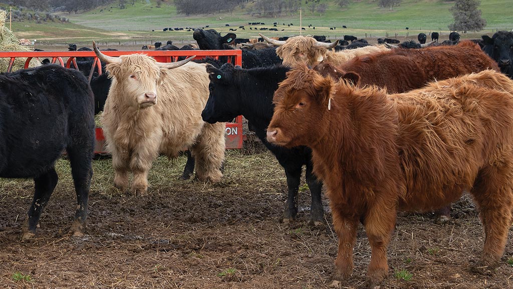 scottish highland cattle and angus cattle