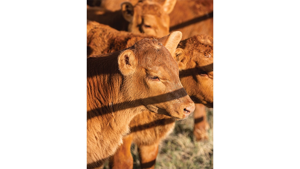 closeup of a brown cow in a cattle herd