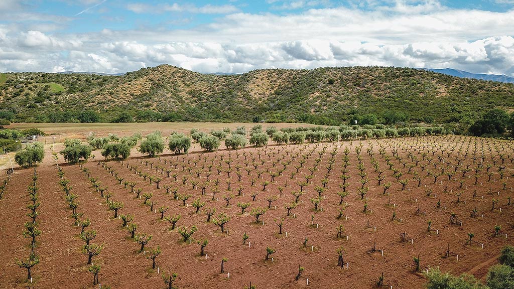 Arieal view of wine grape vine field