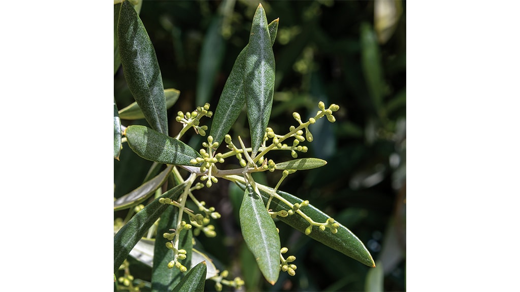 closeup shot of tiny flower buds from olive tree