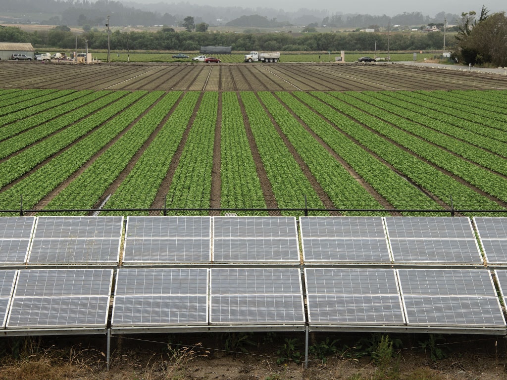 Rows of crops beside solar panels on a farm.