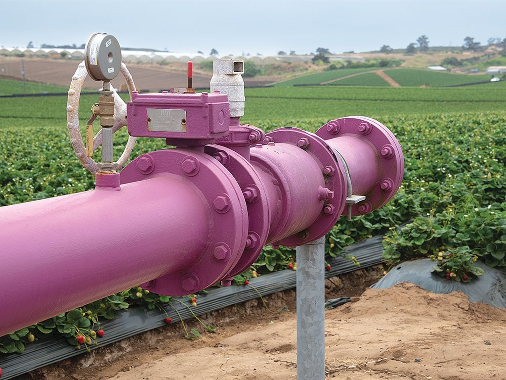 A close-up of a vibrant purple irrigation pipe with a gauge and valve, set against a lush strawberry field under an overcast sky.