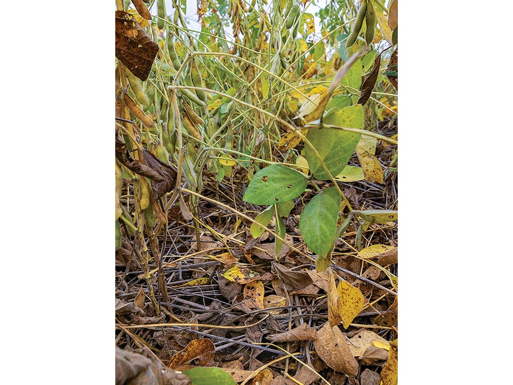 Low-angle view of soybean plants with yellowing leaves and pods among scattered dry leaves on the ground.