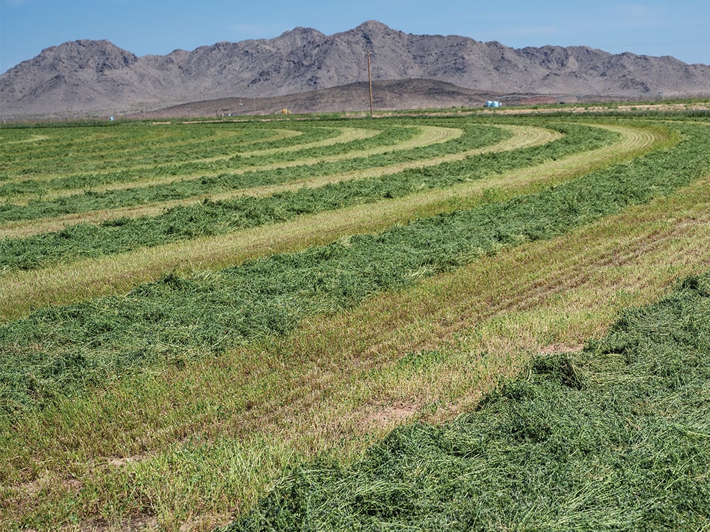 Rows of freshly cut hay with mountains in the background under a clear sky.