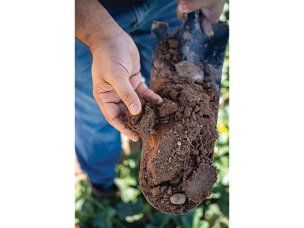 Person examining soil quality with bare hands.